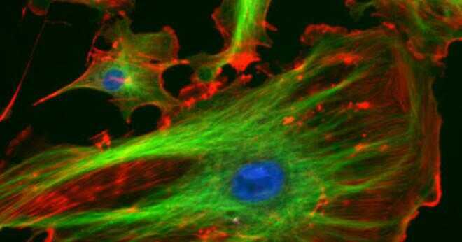 Vad skulle hända om ett djur cell innehöll kloroplaster?