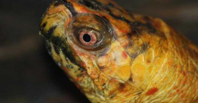 Där bor rutan sköldpaddor i vatten eller på land?