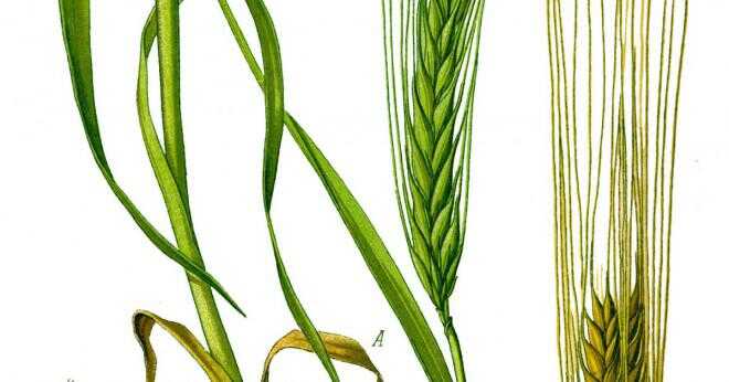 Vad är skillnaden mellan vete korn majs?