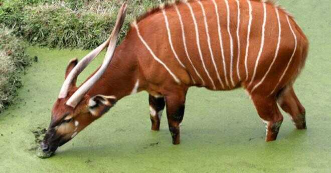 Vilken typ av djur äter en bongo?
