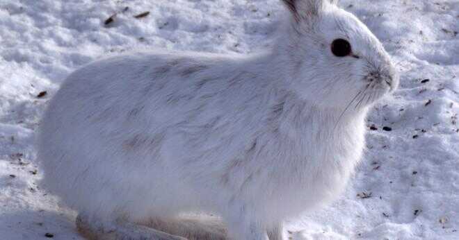 Varför göra kaniner tur vitt när är vintern?