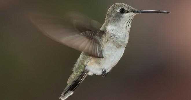 Hur liten är en baby kolibri?