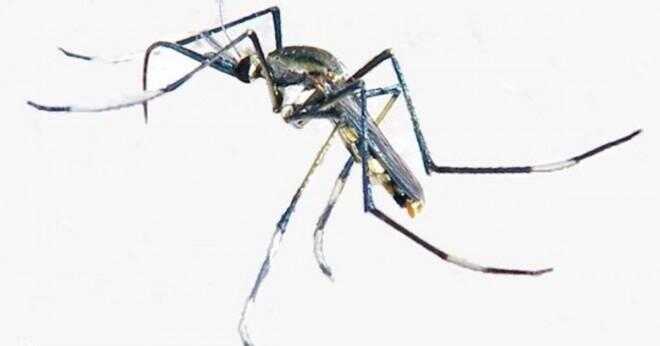 Vilken typ av spindlar har en stor vit kropp och svarta ränder på benen i det sydliga påstår?