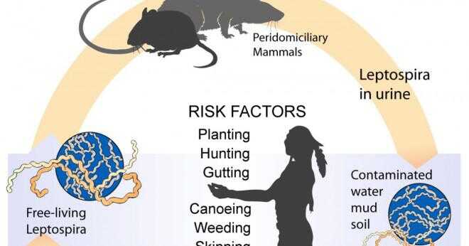 Vad är det som orsakar denguefeber?