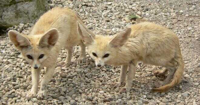 Varför är fennec rävar skiljer sig från fjällrävar och grå rävar?