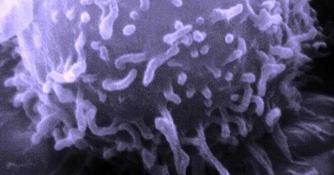 Hur svarar ett friskt immunsystem när det är smittad av en bakterie?