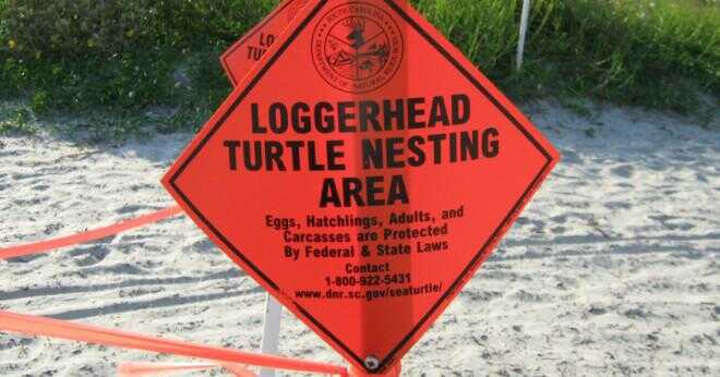 Hur skyddar sig en havssköldpadda?