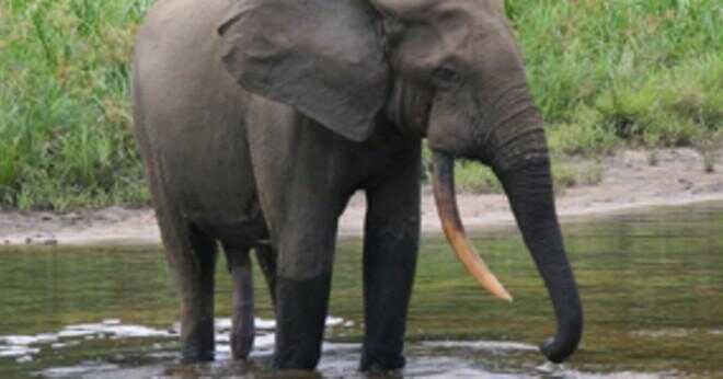 Vad regnskogen har en elefant leva?