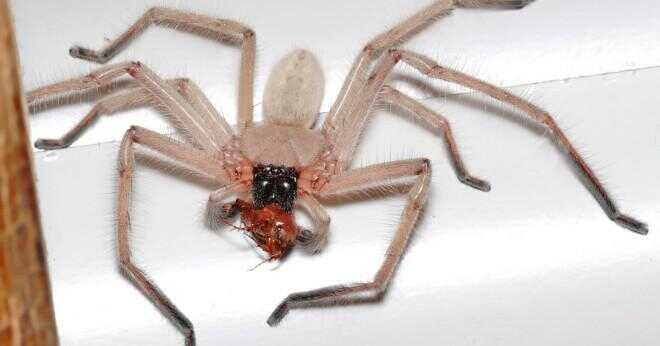 Kan gemensamma hus spindlar skada dig?