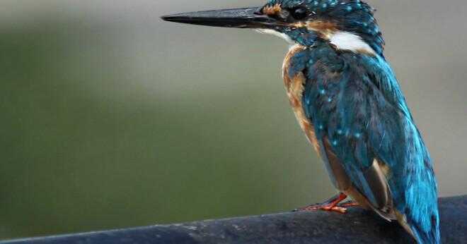 Hur är kingfisher's bill anpassad till dess diet?