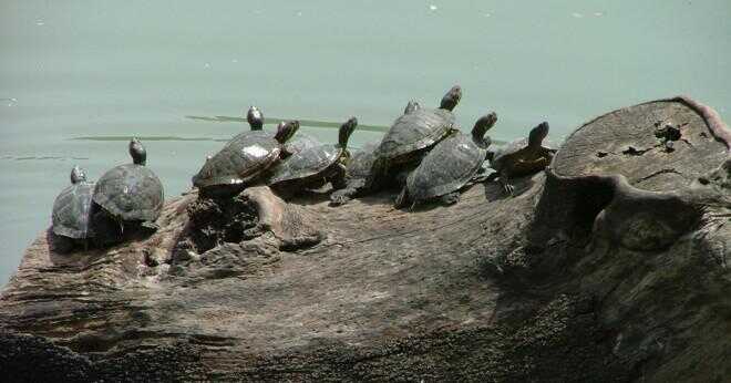 Kan sköldpaddorna stanna under vatten för alltid?