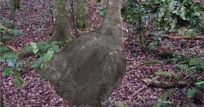 Hur stor är en dodo fågel ägg?