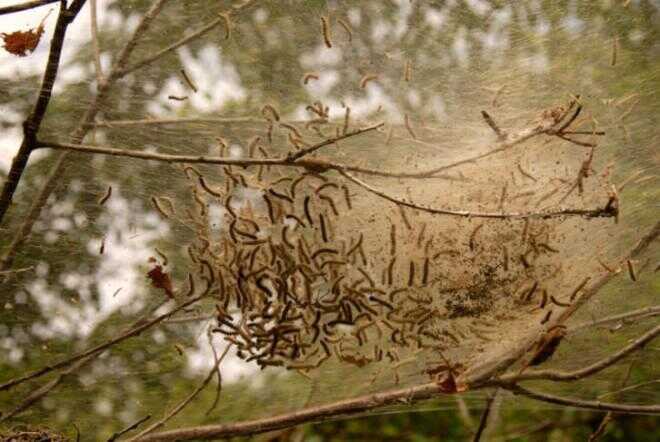 Hur man kontrollerar östra tältet Caterpillar infestationer