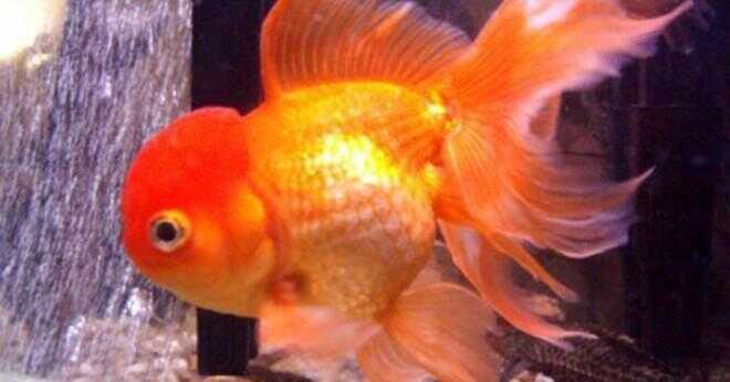 Kan guldfiskar äter något annat än fiskmat?