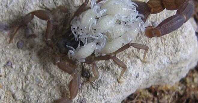 Använder scorpions sina klor?