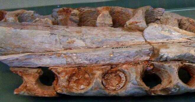 Hur stor var spinosaurus tänder?