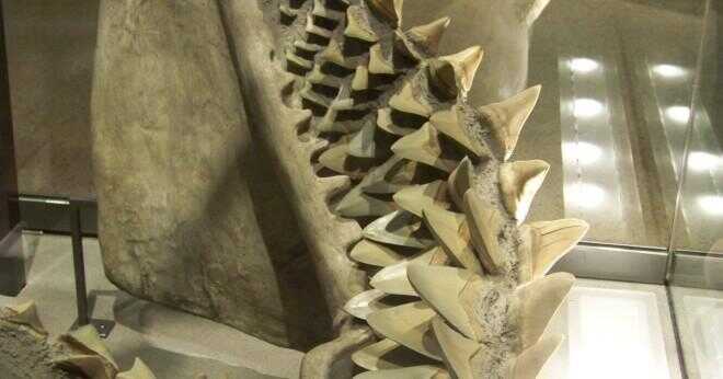 Vad utdöda mega tandad haj bodde i förhistorisk tid?