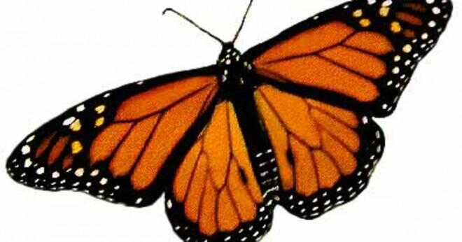 Hur är monarken fjärilar till hjälp?
