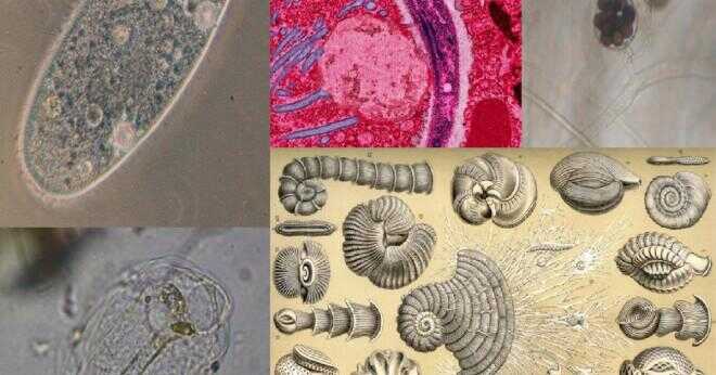 Vad är protister svampar djur och växter del av domän eukarya?