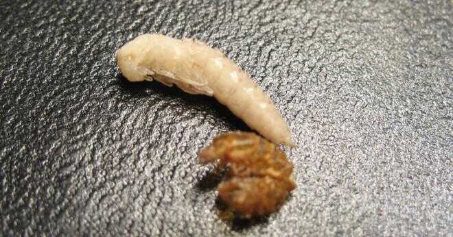 Vad är det som kännetecknen MJÖLMASK skalbaggen i dess larver skede?