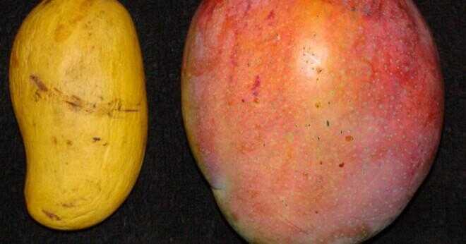 Vad finns i mango puré?