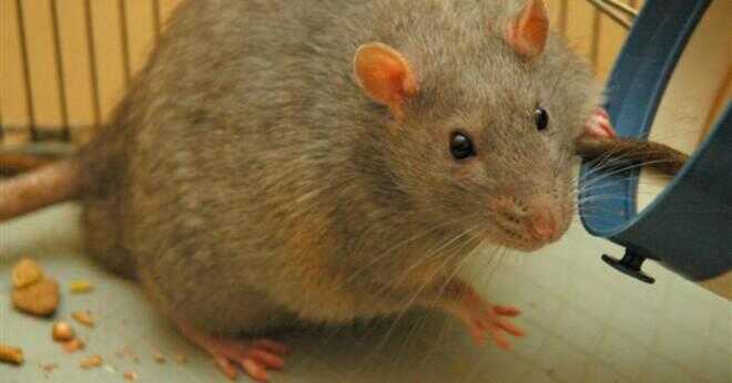 Vad är en gnagare som är större än en mus?