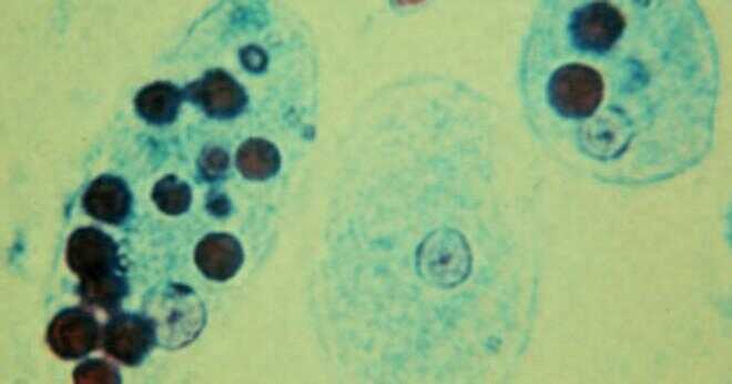 Innebär endocytos inre cell sjukdom?
