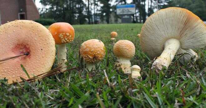 Vad är svamp förgiftning?