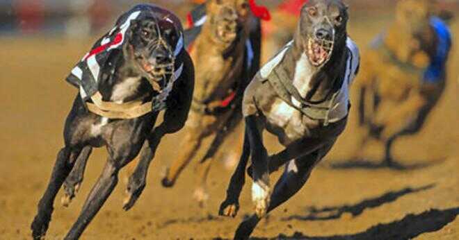 När gjorde greyhound racing i Storbritannien slutar att använda 8 fällor?