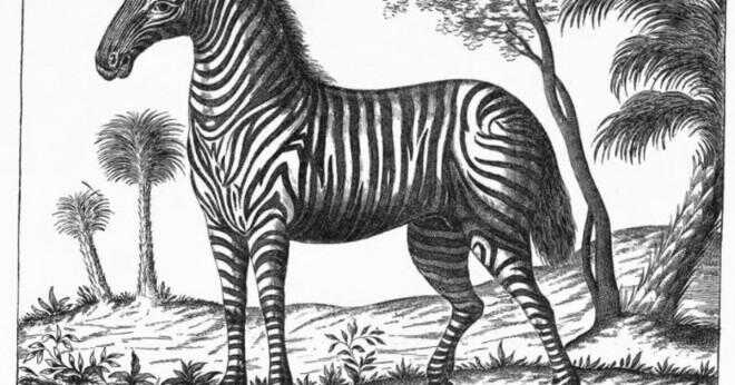 Finns zebror i Indien?