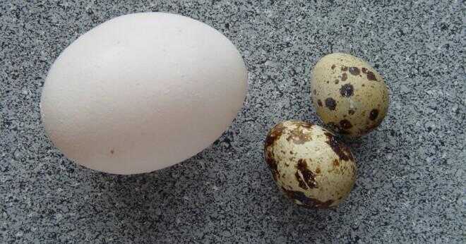 Vad kan användas som ett substitut för ägg när du gör en stekt kyckling?