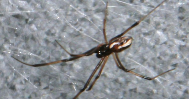 Vad för slags spindel har en vit kropp och en röd rand på rygg med röda lederna?
