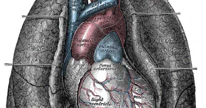 Är det sant luften du andas in flyttar in i membranet och kommer in i lungorna?