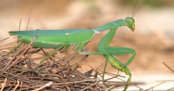 Vilken grupp djur tillhör praying mantis?