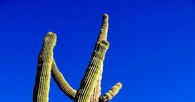 Där kan du hitta ett diagram över en saguaro kaktus?