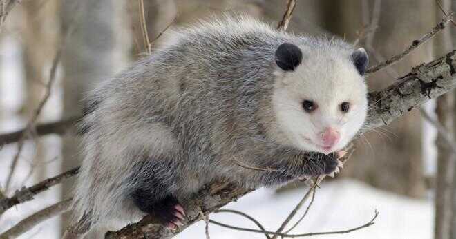 Vad är höjden och vikten av en opossum?