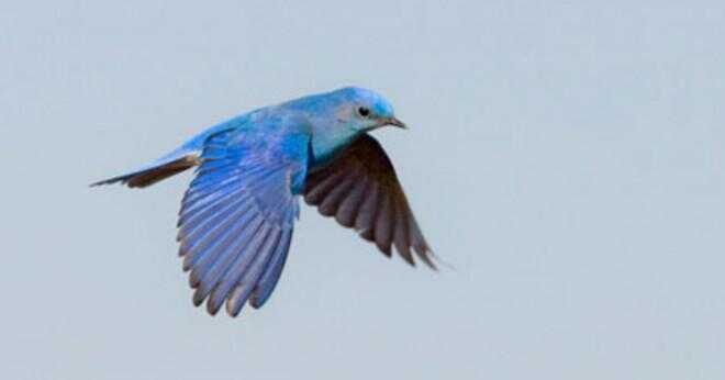 Hur östra bluebirds anpassa sig till människor?