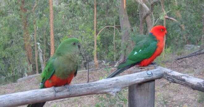 Vad äter australiska King papegojor?