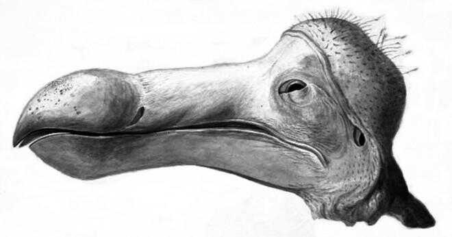Är ett dodo varmt fullblods eller kall växelvarma?