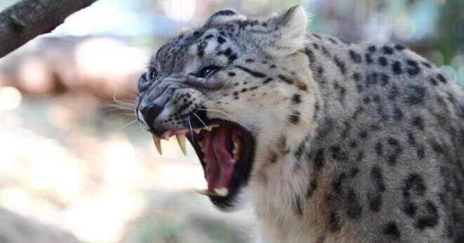 Vad är kroppen som täcker av en snow leopard?