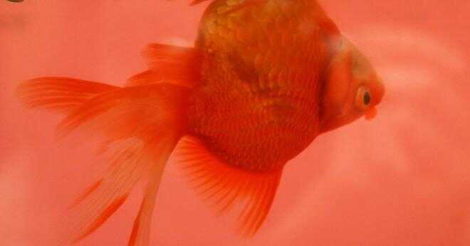 Är det normalt att fantail goldfish simma upp och ner?