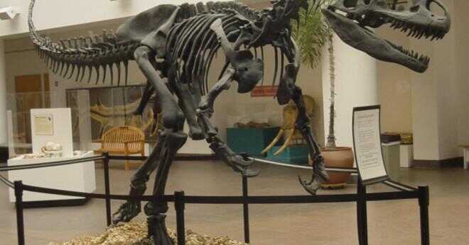 Varför behövde Brontosaurus plåster?