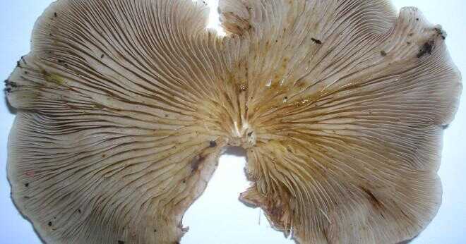 Hur svampar växer?