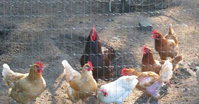 När gör du döda din kycklingar att äta?