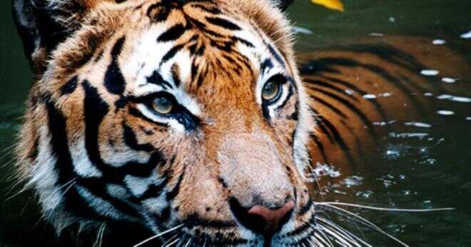 Hur många Sumatra tiger är kvar i världen?