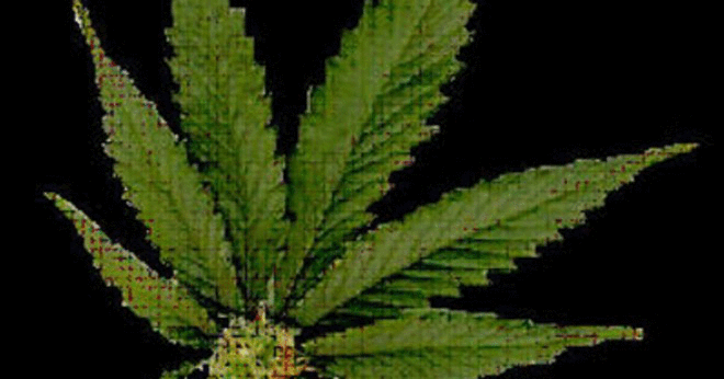 Två förmågor som är nedsatt av marijuana användning?