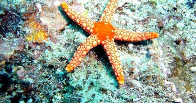 Hur sjöstjärna regenerera?