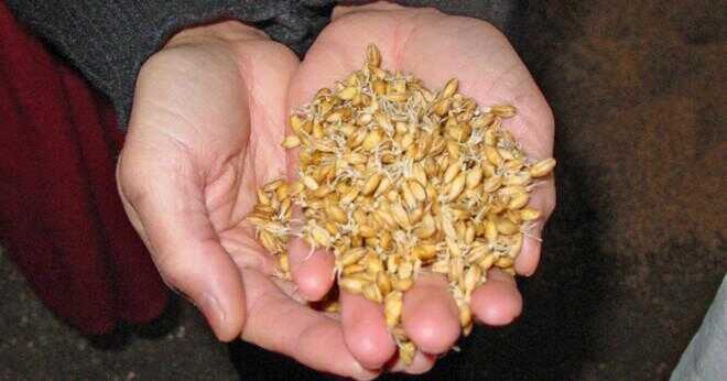 Vad formented korn används att göra Saki?