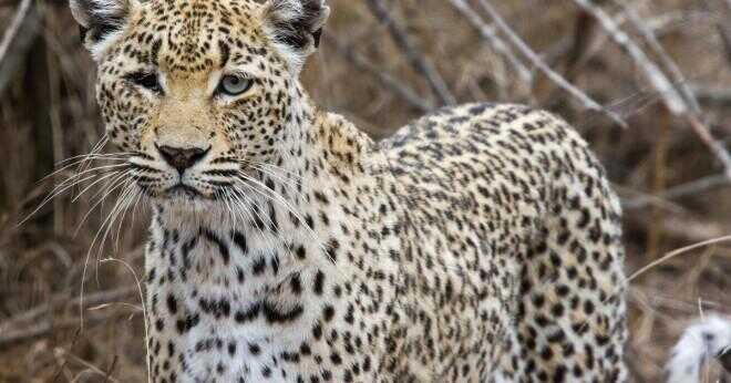 Hur passar jaguarer i livsmedelskedjan?