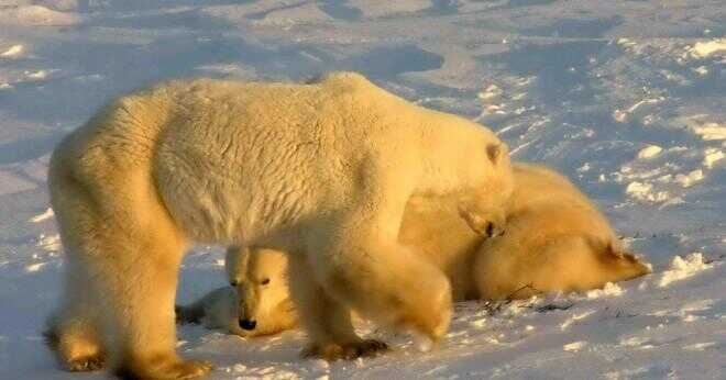 Kan isbjörnar lever med ugglor?